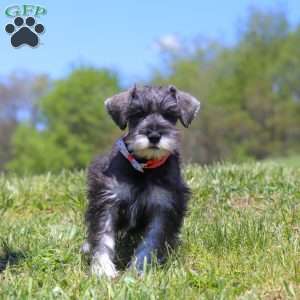 Layla, Miniature Schnauzer Puppy